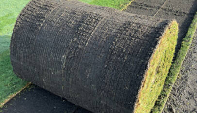 Bimini Bermuda Grass