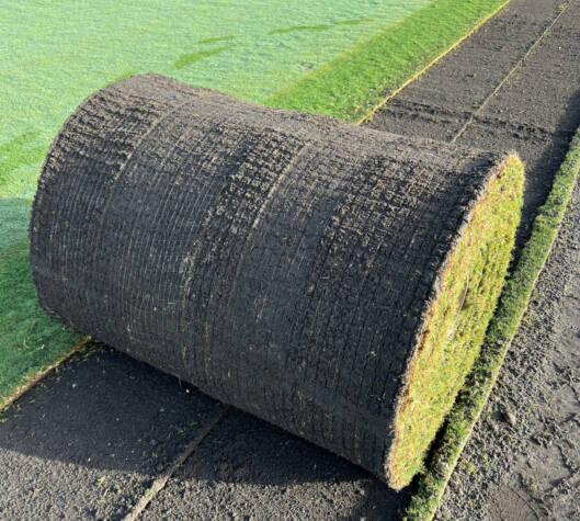 Bimini Bermuda Grass